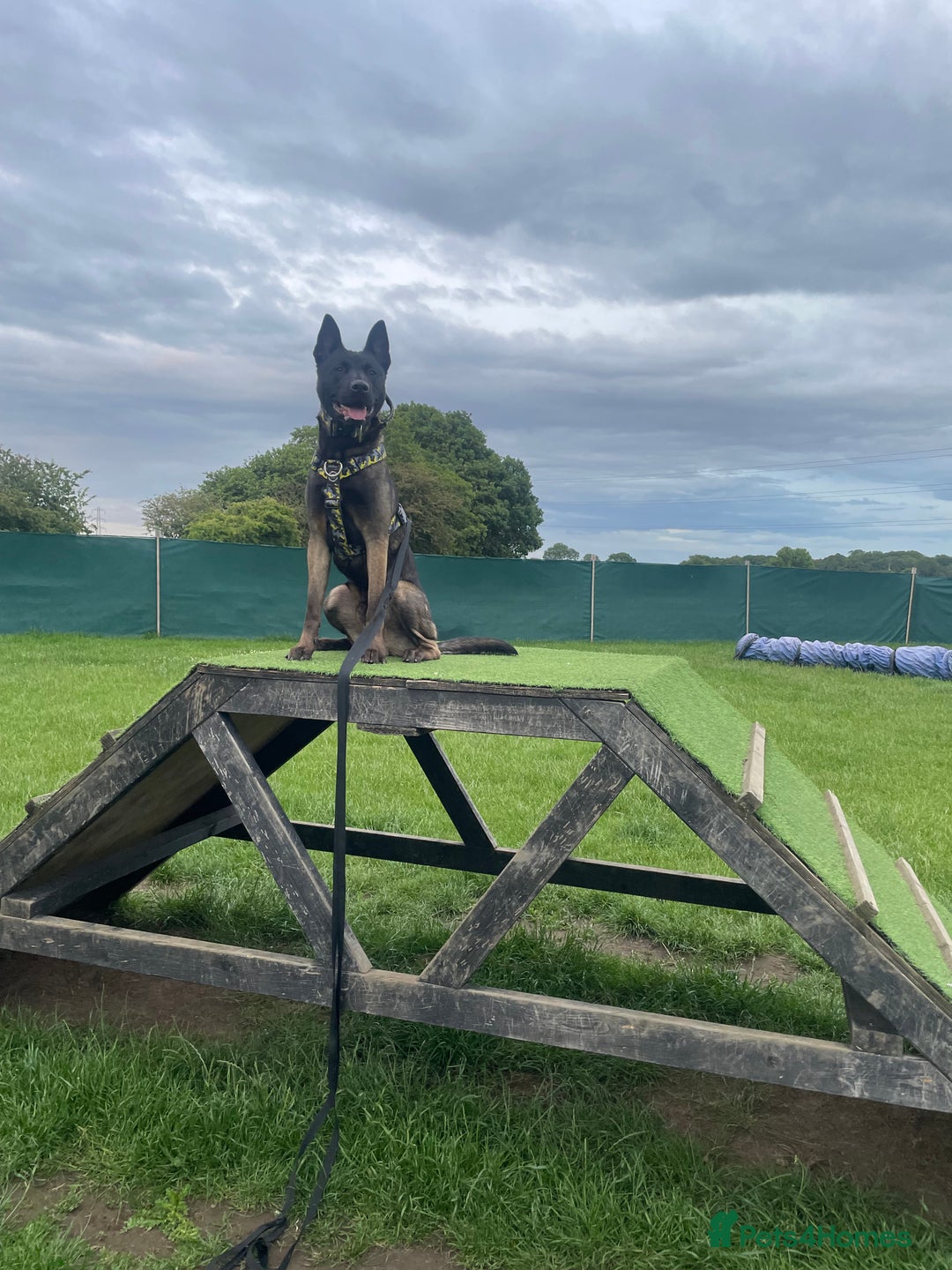 Belgian Shepherd Dog dogs for stud: Belgian Malinois x American Akita for Stud - Image 6