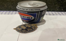Tortoise reptiles for sale: Leopard tortoises  in Weston-super-Mare - Image 10
