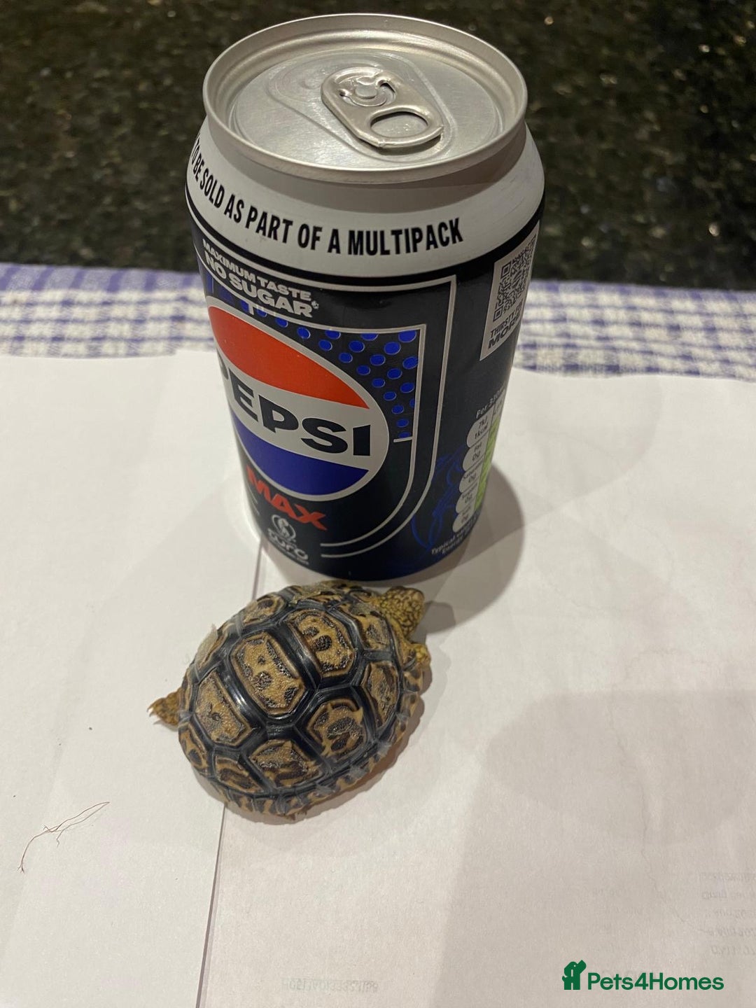 Tortoise reptiles for sale: Leopard tortoises  in Weston-super-Mare - Image 10
