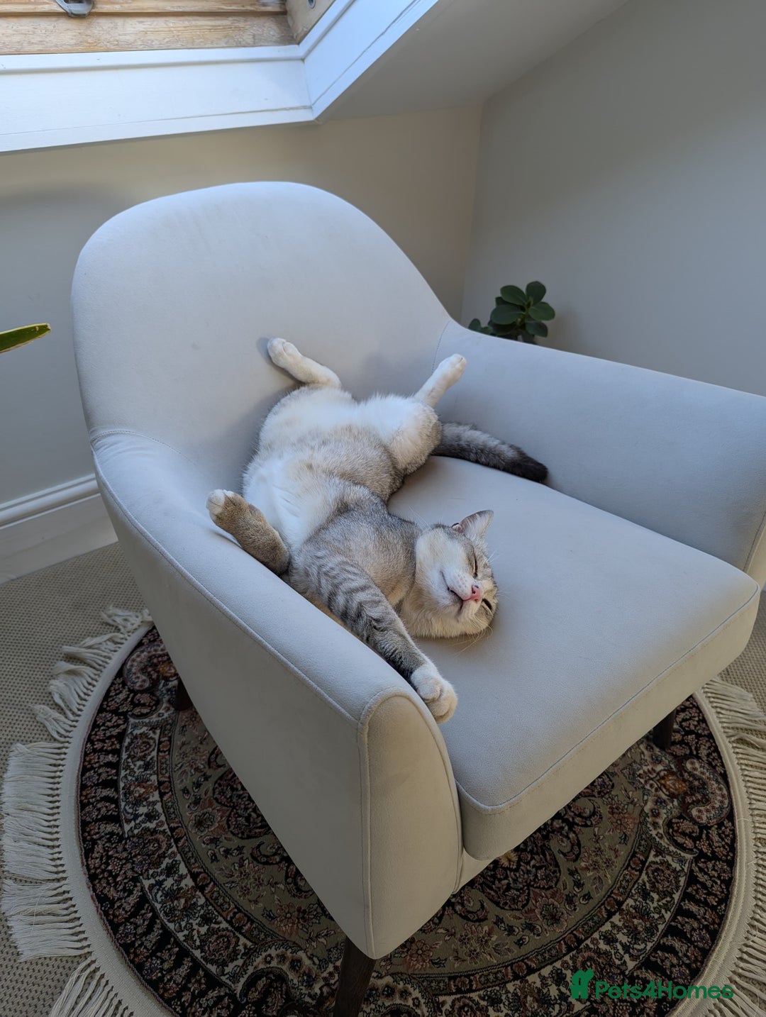 Mixed Breed cats for adoption: SKY - UNUSUAL MIXBREED HANDSOME PERFECT HEALTH - Image 18