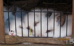 Mixed Breed rabbits for sale: All Female Gorgeous Lionhead/Lop/English rabbits. in Pewsey - Image 12