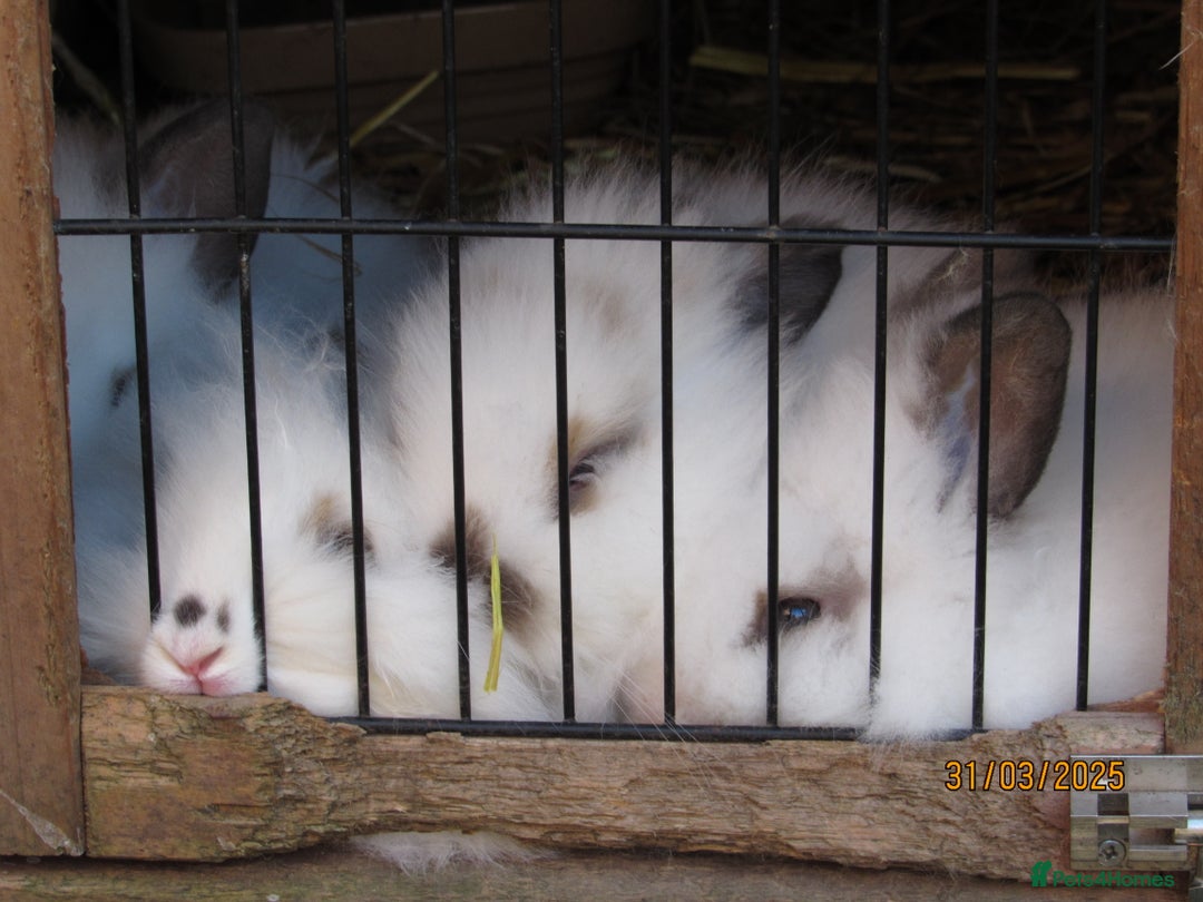 Mixed Breed rabbits for sale: All Female Gorgeous Lionhead/Lop/English rabbits. in Pewsey - Image 12