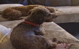 Toy Poodle dogs for sale: Two female Toy poodles available  - Image 3