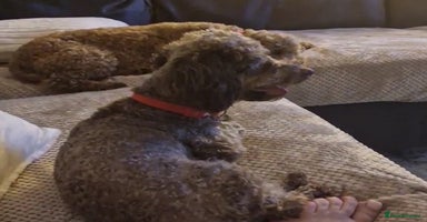 Toy Poodle dogs - Advert 4
