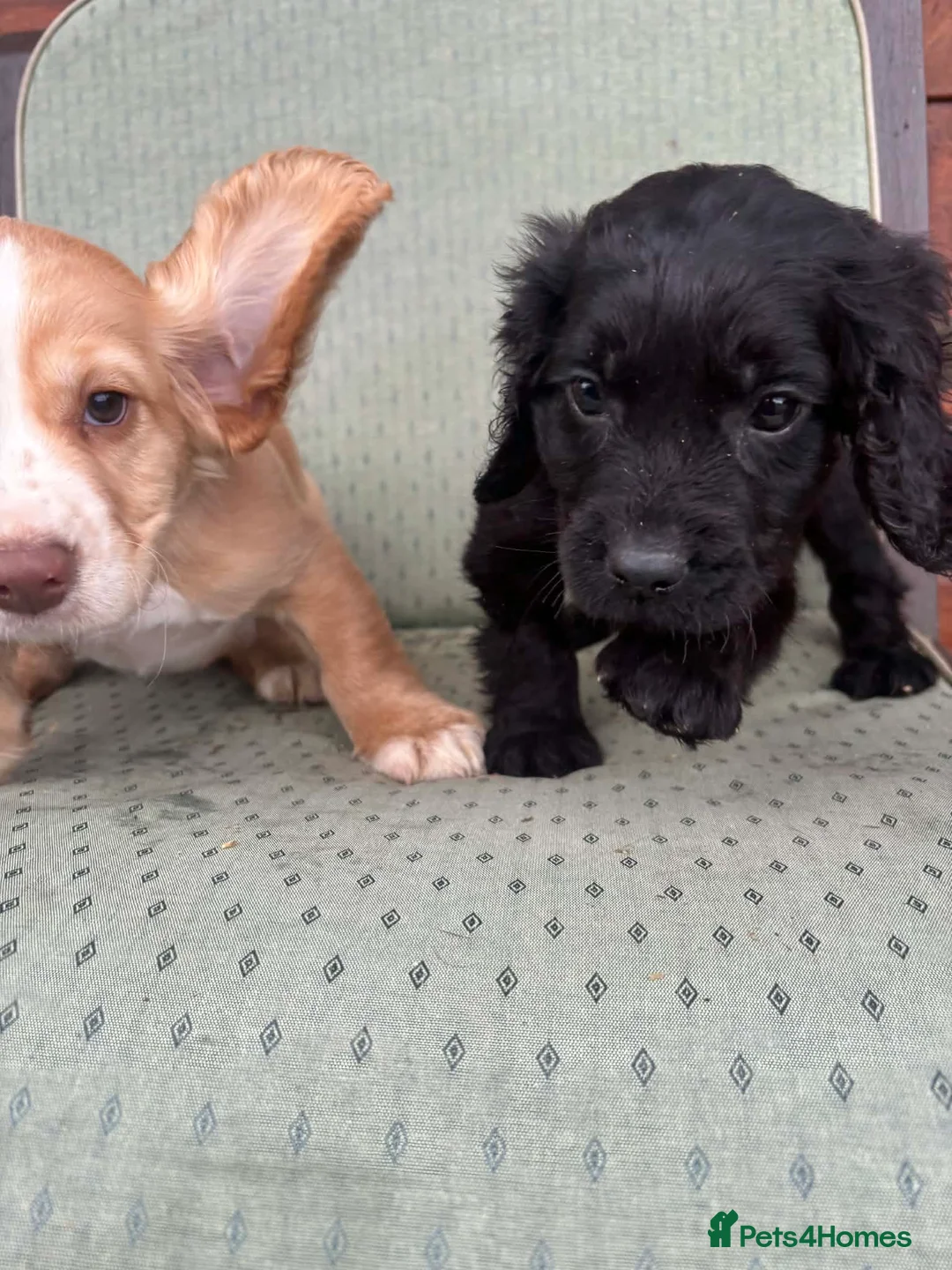 Cocker Spaniel dogs for sale: Working cocker spaniel puppies  in Frome - Advert 3