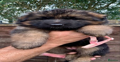 German Shepherd dogs - Advert 7