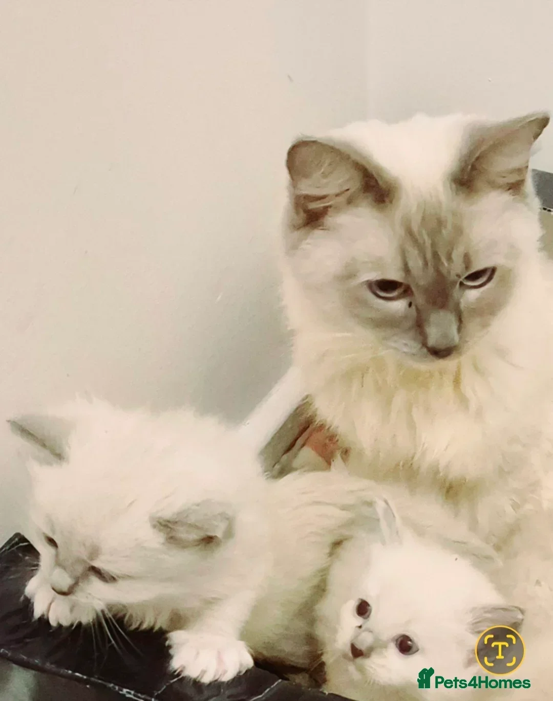 Ragdoll cats for sale: 💙 Blue Point Ragdoll Kittens – Family Raised - Advert 15