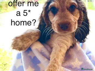 Cocker Spaniel dogs Fully health tested KC Cocker Spaniel puppies - Advert 9