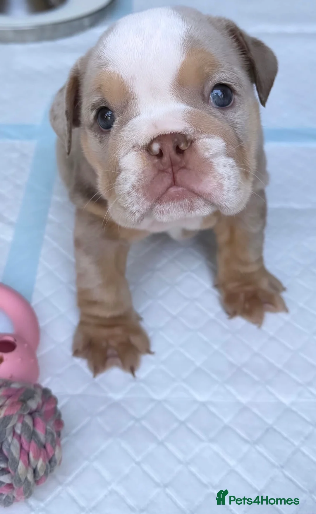 English Bulldog dogs for sale: KC Registered English Bulldogs - Advert 2