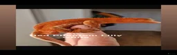 Gecko reptiles for sale: Red phantom Lily White crested gecko - Advert 5