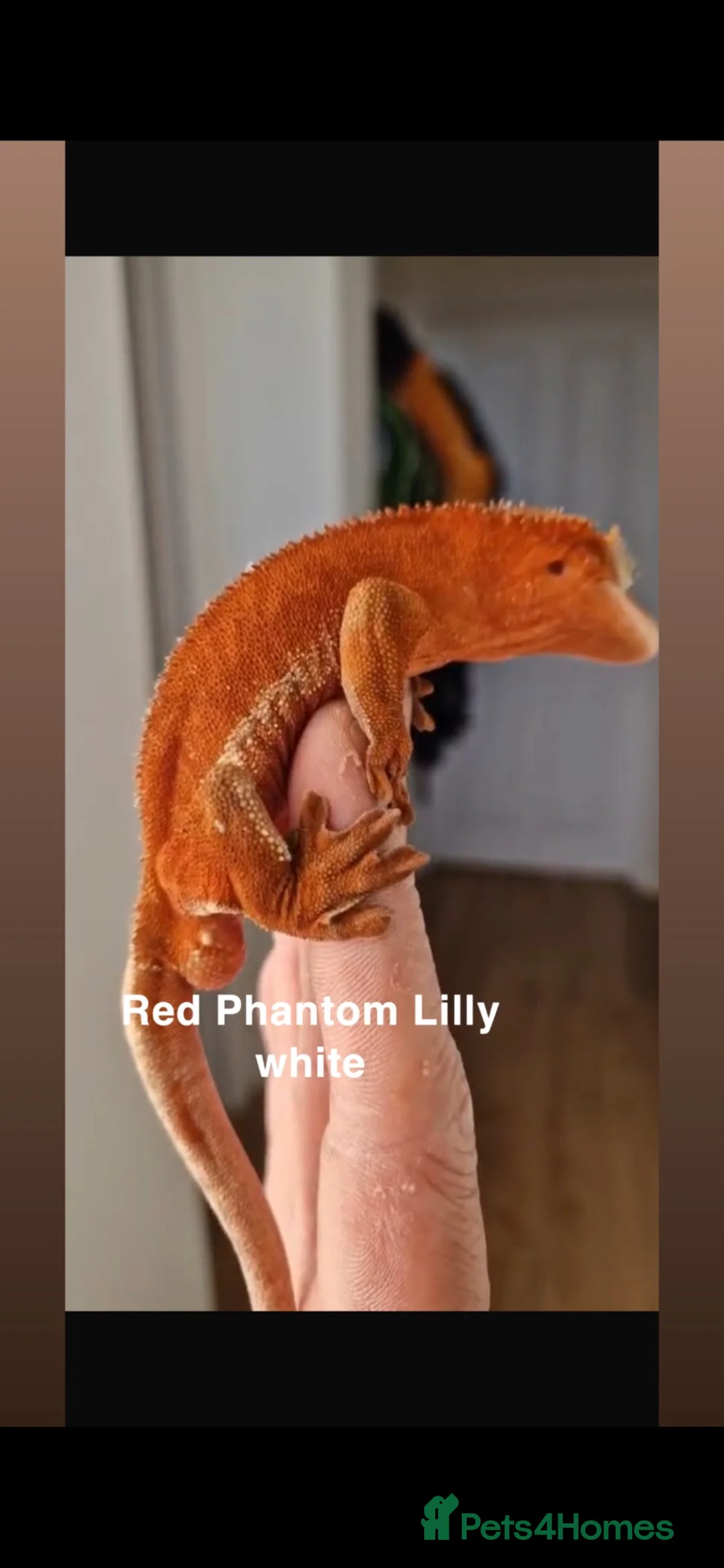 Gecko reptiles for sale: Red phantom Lily White crested gecko - Advert 5