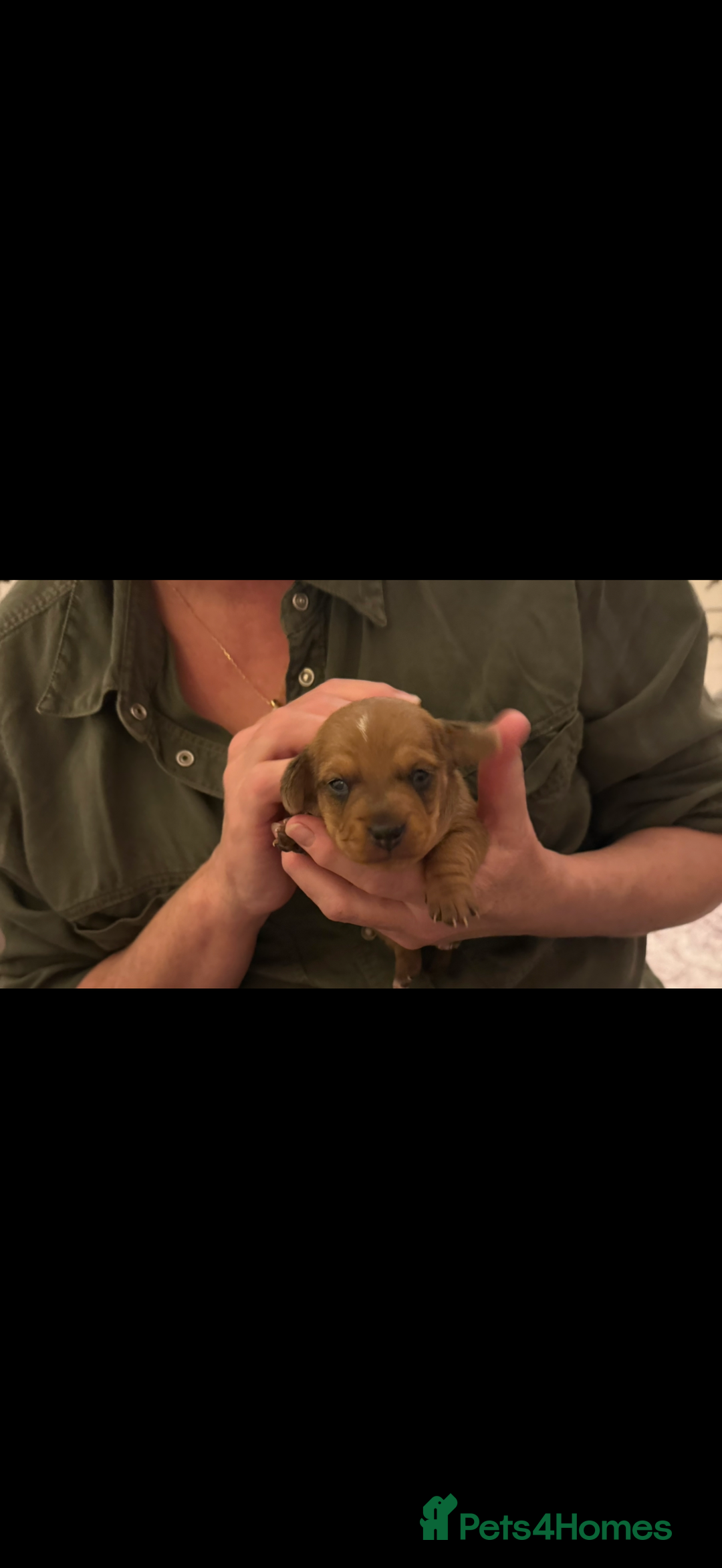 Miniature Dachshund dogs for sale: two gorgeous miniature dachshund puppies - Image 8