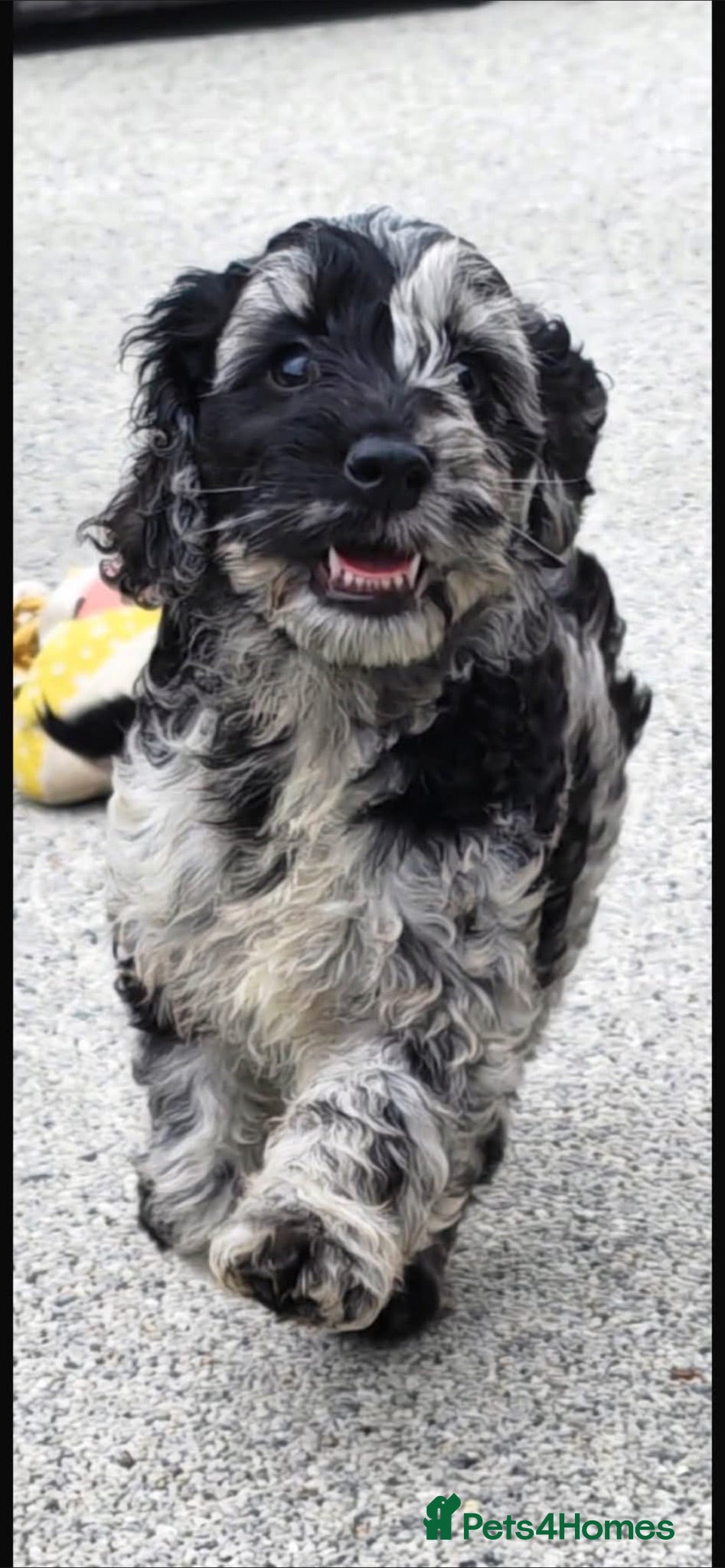 Cockapoo dogs Tri merle cockerpoos - Advert 1