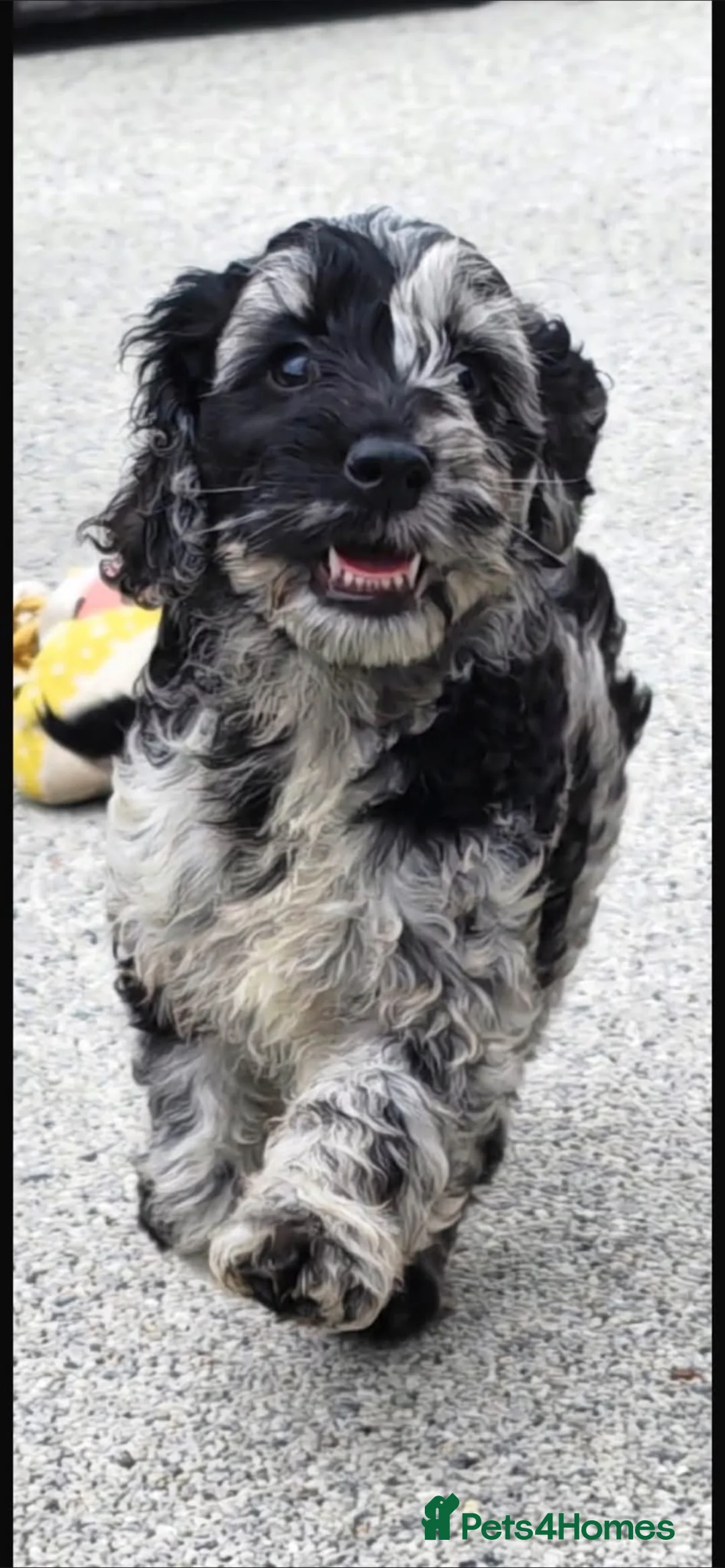 Cockapoo dogs for sale: Tri merle cockerpoos - Advert 1