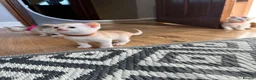 Abyssinian cats for sale: Silver Abyssinian kittens  - Advert 22