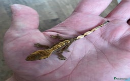 Gecko reptiles for sale: Crested Geckos Available  - Image 2