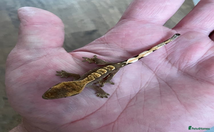 Gecko reptiles - Advert 15