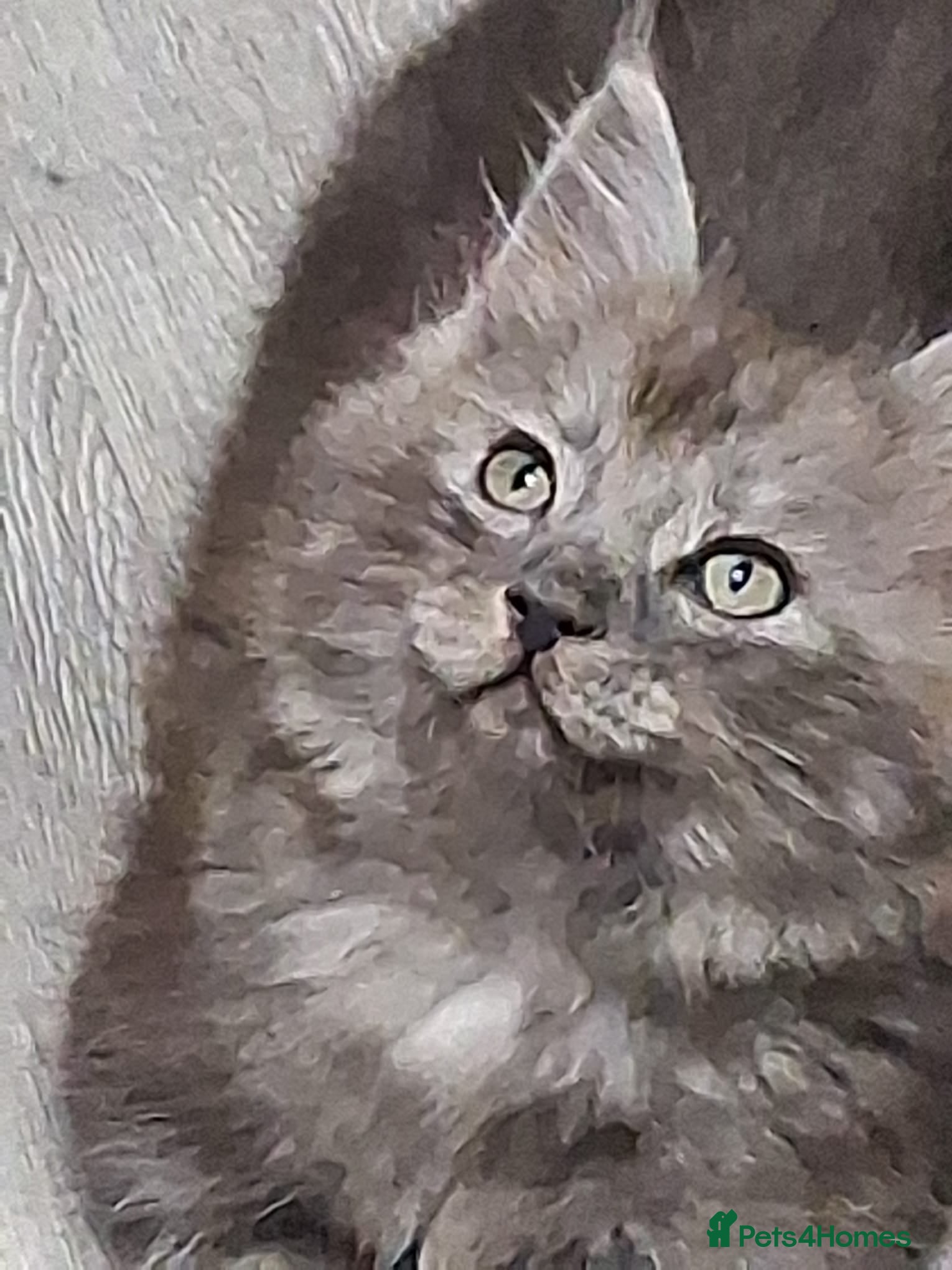 Ragcoon cats Stunning Ragcoon baby last one 🤩🤩  - Advert 17