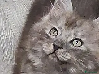 Ragcoon cats Stunning Ragcoon baby last one 🤩🤩 - Advert 17