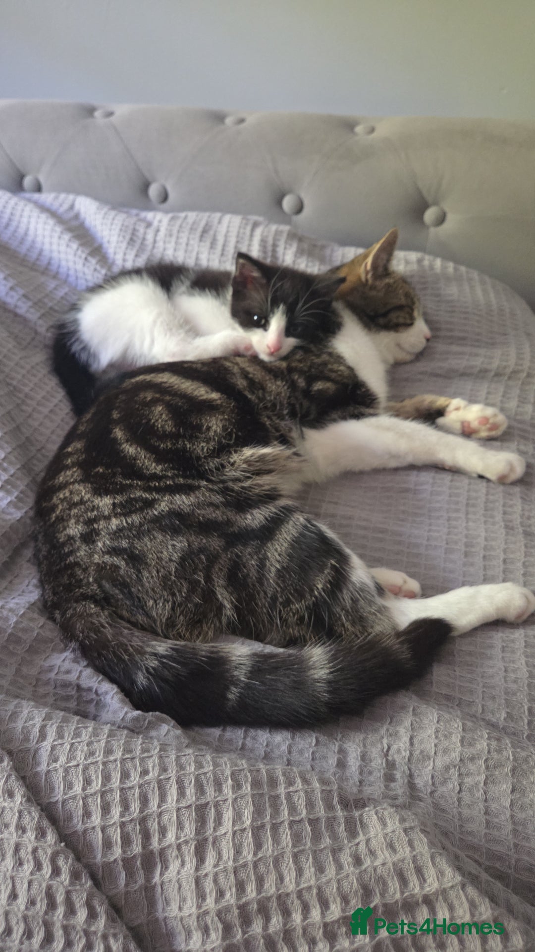 British Shorthair cats for sale: Beautiful Kitten - Image 3