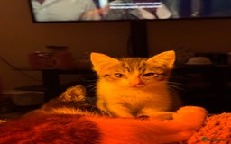 Mixed Breed cats for sale: Two beautiful ladies 💜 - Image 14