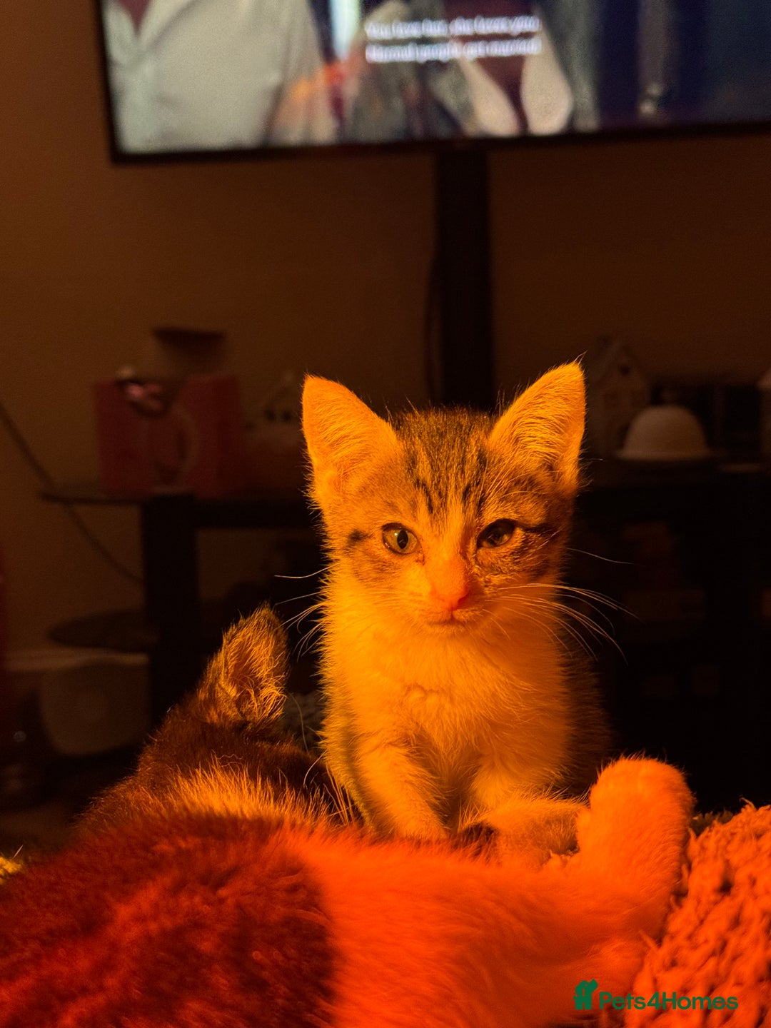 Mixed Breed cats for sale: Two beautiful ladies 💜 - Image 14