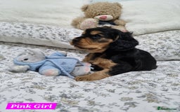 Cocker Spaniel dogs for sale: 🐾 Beautiful Show Cocker Spaniel Puppys - Image 12