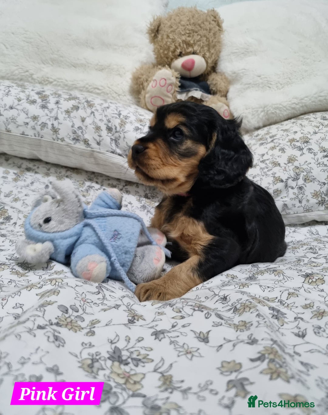 Cocker Spaniel dogs for sale: 🐾 Beautiful Show Cocker Spaniel Puppys - Image 12