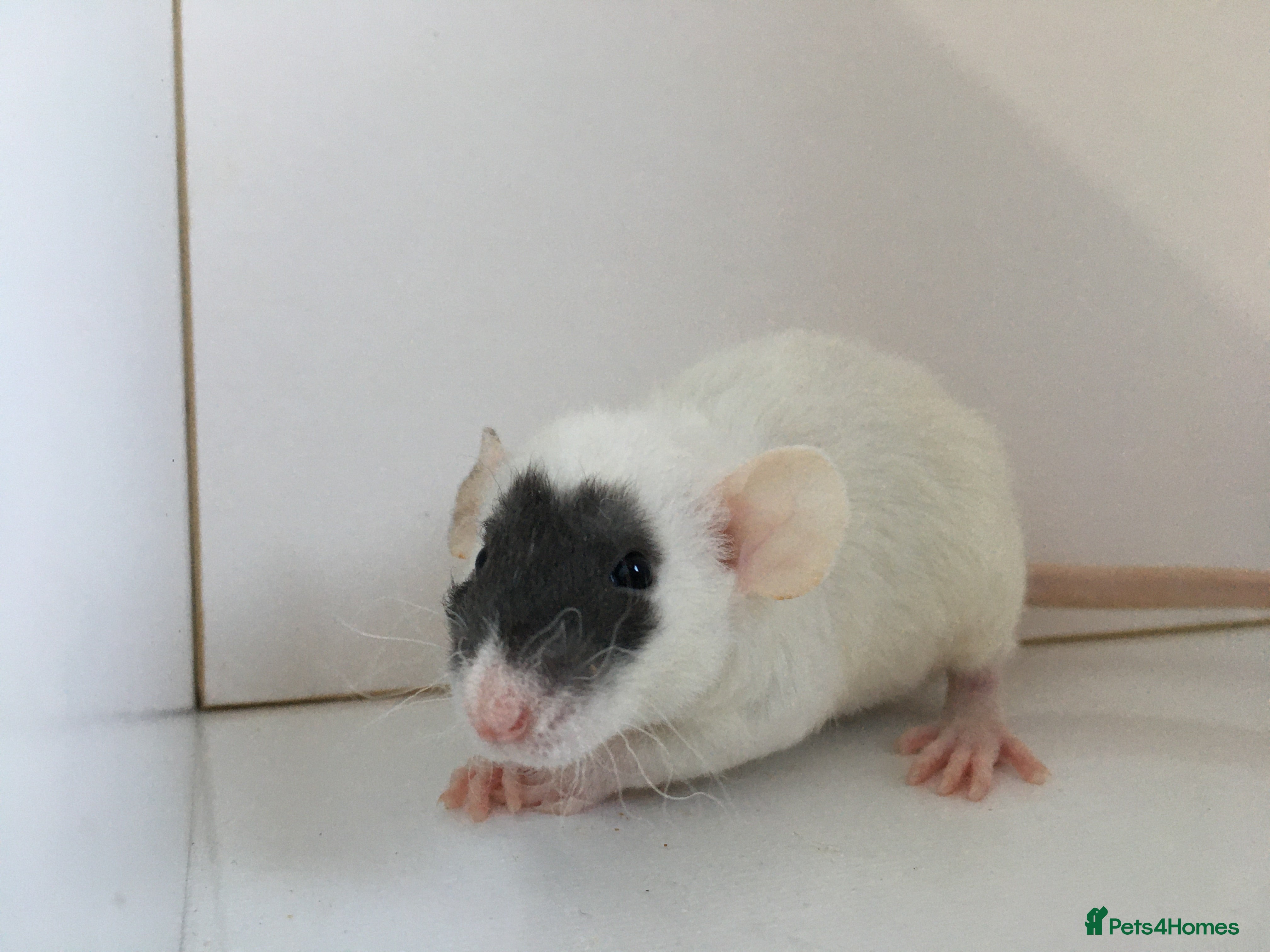 Rat rodents Adorable Dumbo Baby Rats  - Advert 1