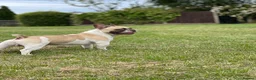 French Bulldog dogs for stud: French Bulldog Stud Bernie Brown - Advert 3