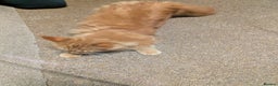 Maine Coon cats for sale: Maine coon  - Advert 13