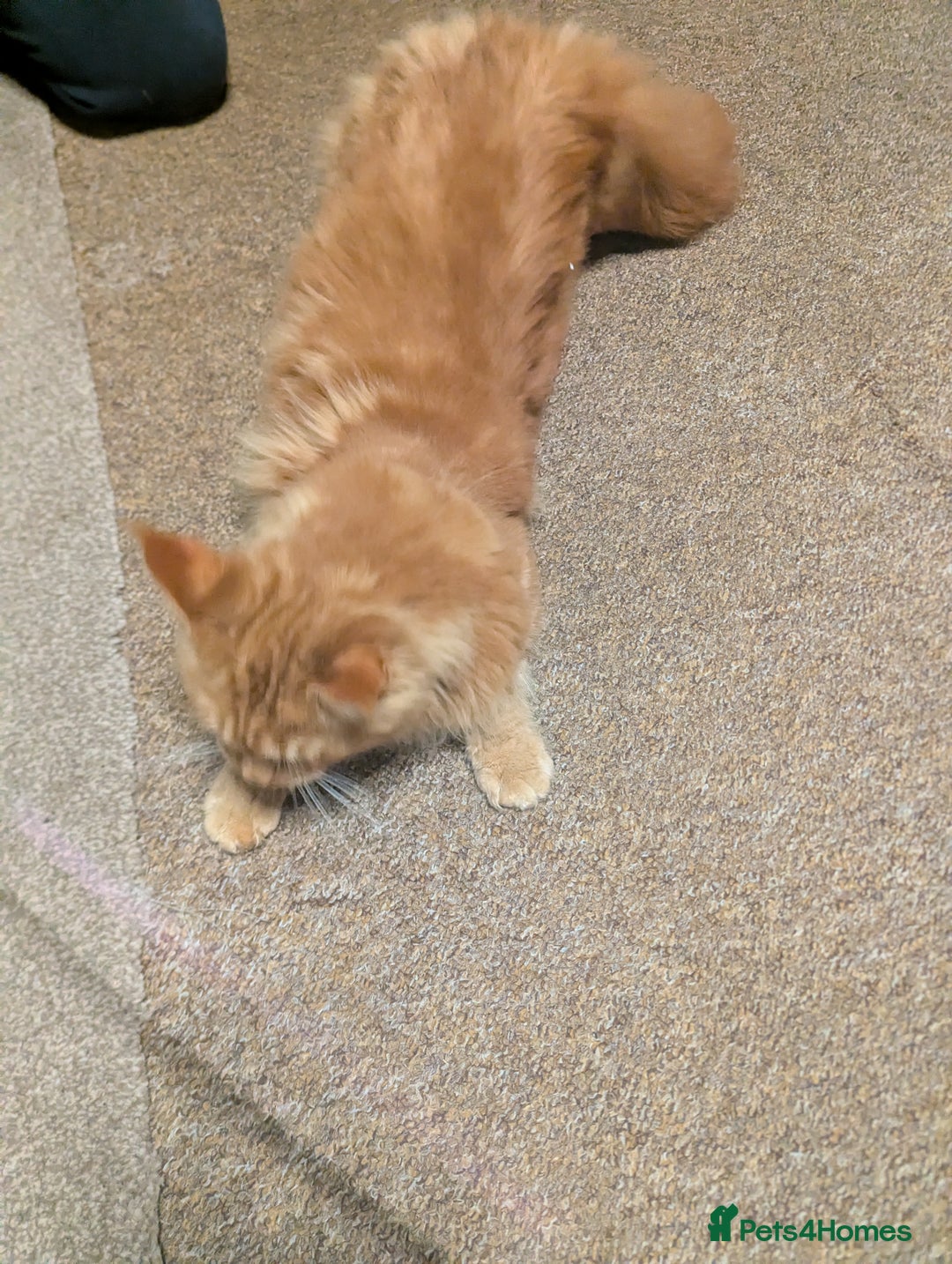 Maine Coon cats for sale: Maine coon  - Advert 13