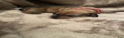 Miniature Dachshund dogs for sale: KC WIREHAIRED MINUATURE DACHSHUNDS  in Pontypool - Advert 11