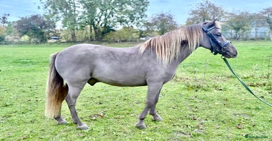 Miniature horses - Advert 4
