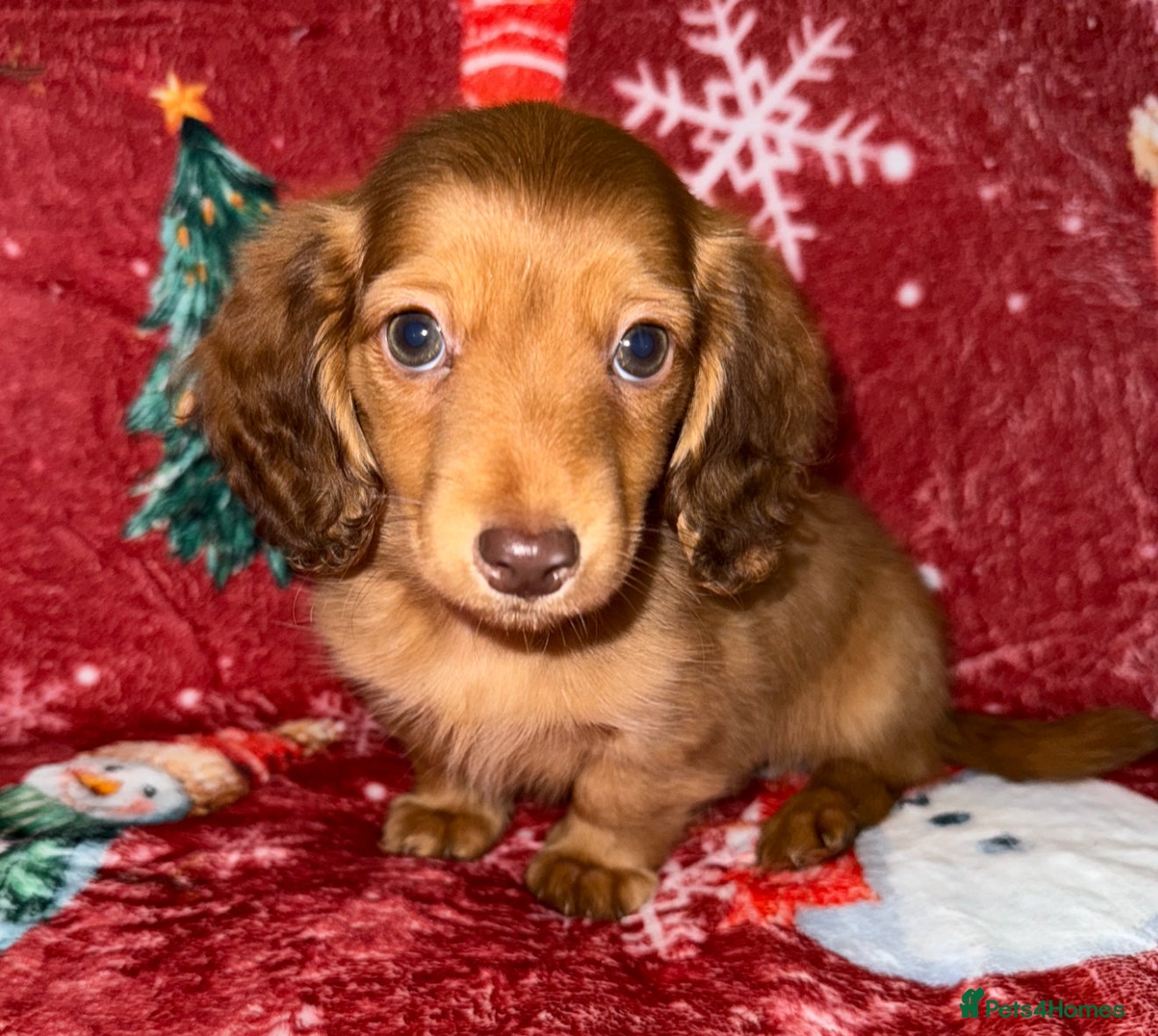 Miniature Dachshund dogs 💚🧡Stunning KC Longhaired Mini Dachshunds💚🧡 - Advert 1
