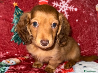 Miniature Dachshund dogs 💚🧡Stunning KC Longhaired Mini Dachshunds💚🧡 - Advert 1