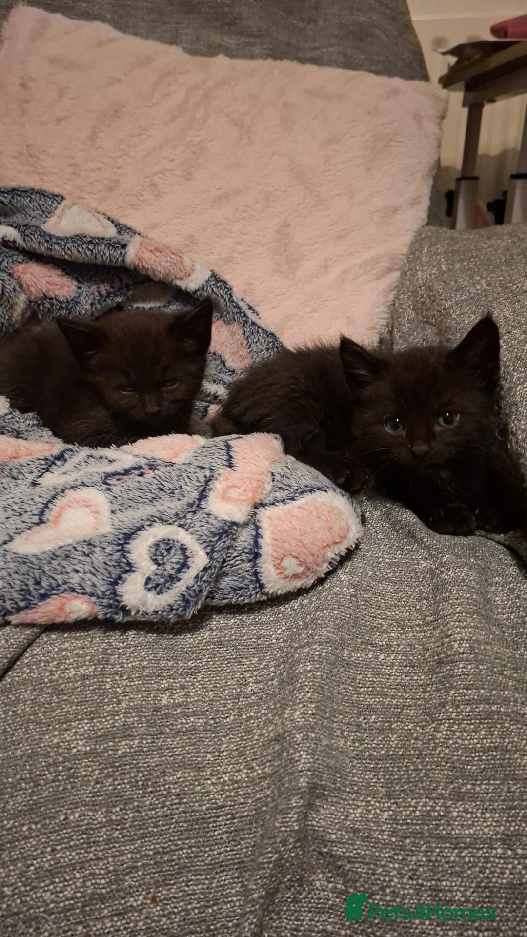 Mixed Breed cats for sale: Female kittens in Wolverhampton - Advert 1