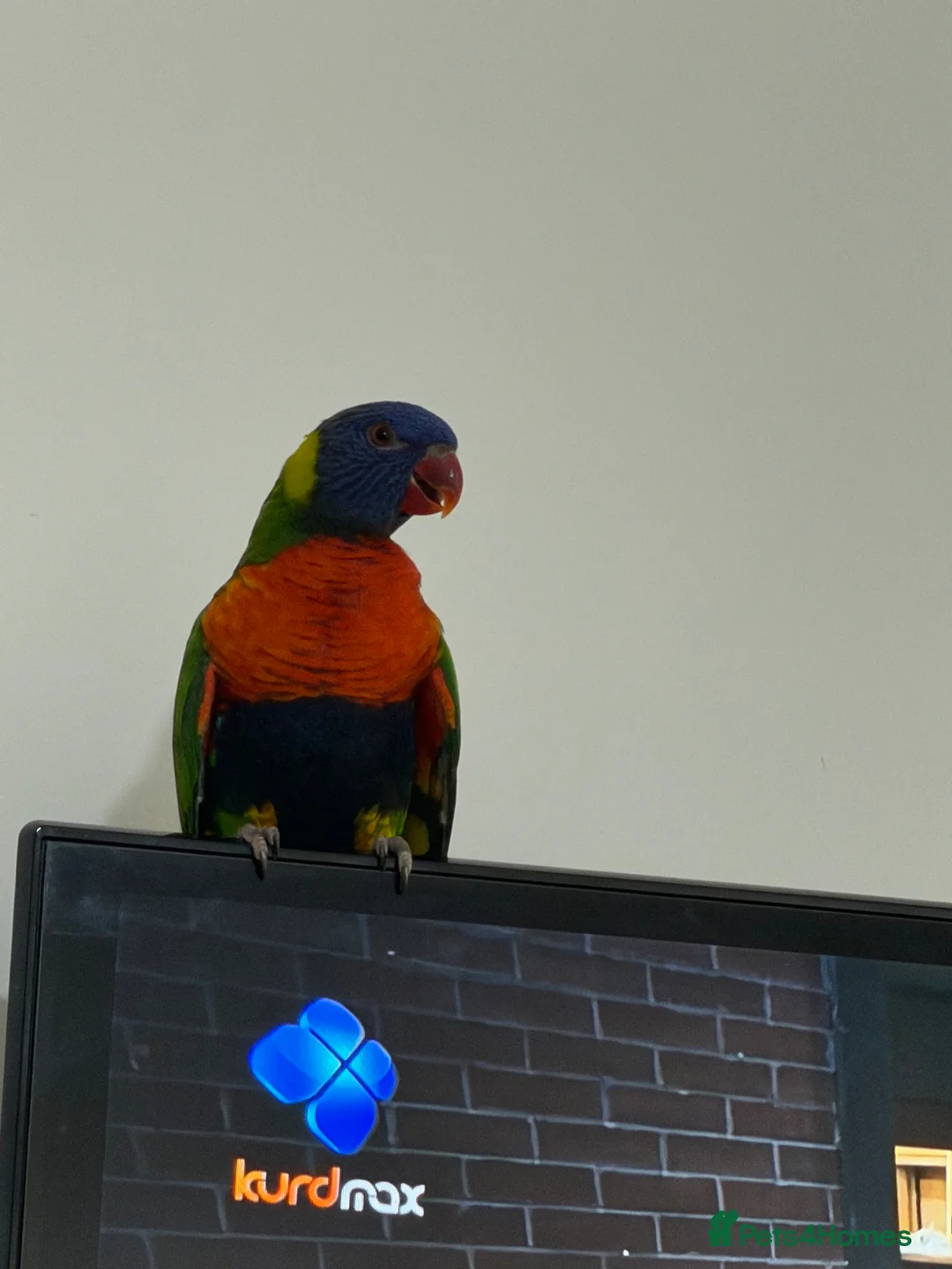 Mixed Breed birds for sale: Rainbow lorikeet  - Advert 1