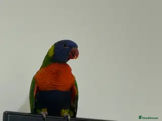 Mixed Breed birds Rainbow lorikeet - Advert 1