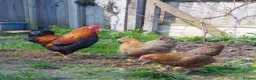 Chickens poultry for sale: chicks and chickens pure breeds - hatching eggs - Advert 17