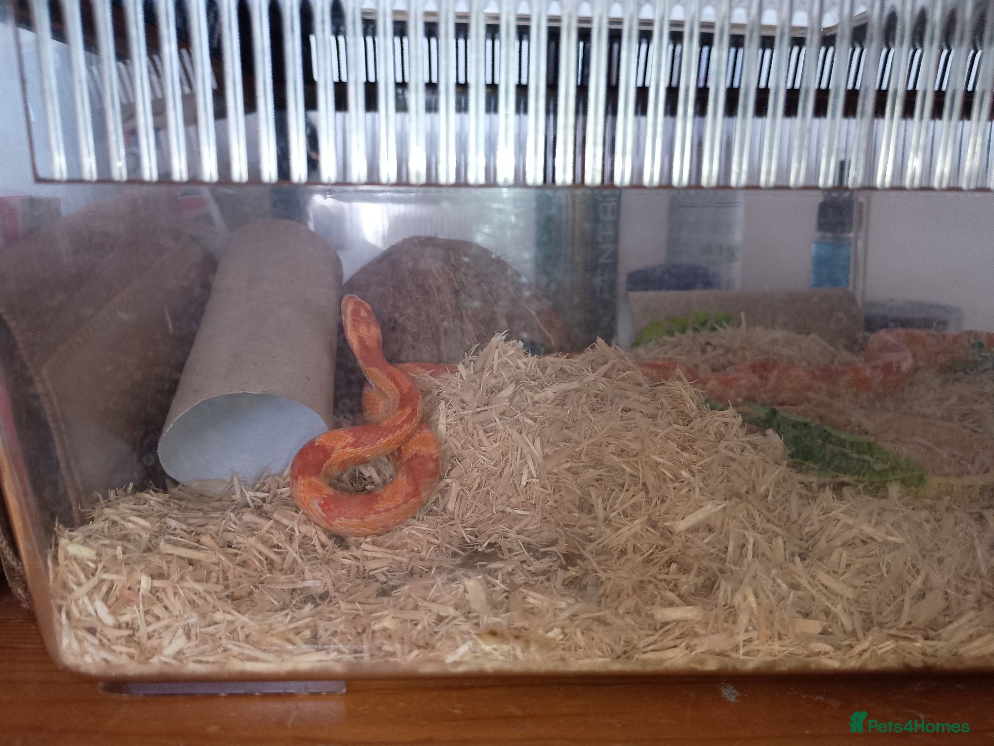Corn Snake reptiles Cornsnake looking for new home  - Advert 2