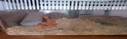 Corn Snake reptiles for sale: Cornsnake looking for new home  in Skegness - Advert 1