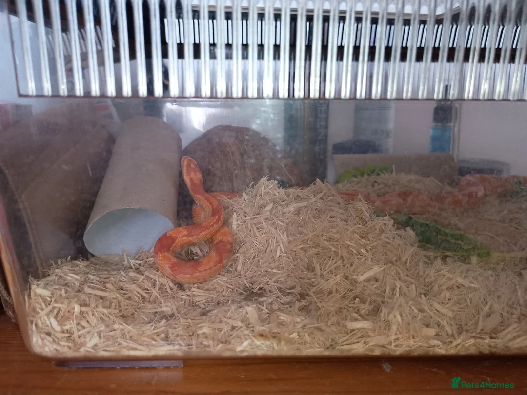 Corn Snake reptiles for sale: Cornsnake looking for new home  in Skegness - Advert 1