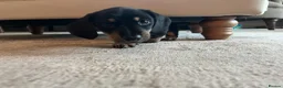 Miniature Dachshund dogs for sale: Last 2 ready to leave on 16th June - Advert 6