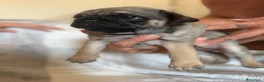 Pug 1 boy