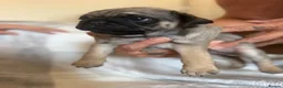 Pug dogs for sale: Pug puppies  - Advert 10