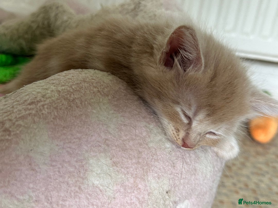 Mixed Breed cats for sale: Beautiful litter off kittens  - Image 3