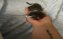 Mixed Breed cats for sale: Kittens ready end of november - Image 6