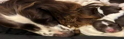 English Springer Spaniel dogs for sale: Kennel Club Registered Springer Spaniel Puppies - Advert 1