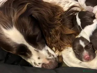 English Springer Spaniel dogs Kennel Club Registered Springer Spaniel Puppies - Advert 16